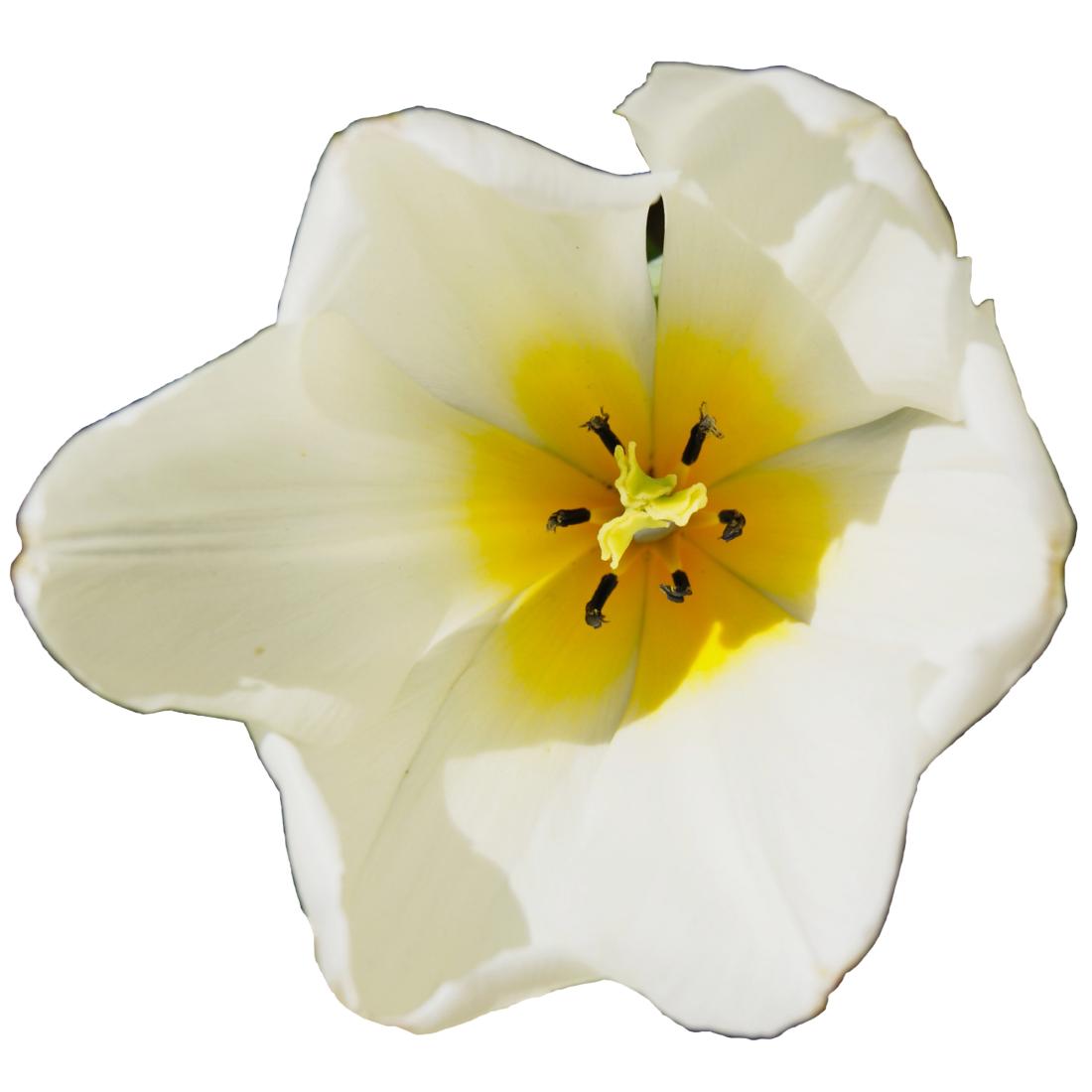 Tulipe Blanche